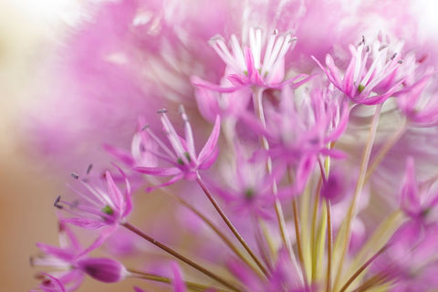 Allium Blossoms II Black Ornate Wood Framed Art Print with Double Matting by Mahan, Kathy