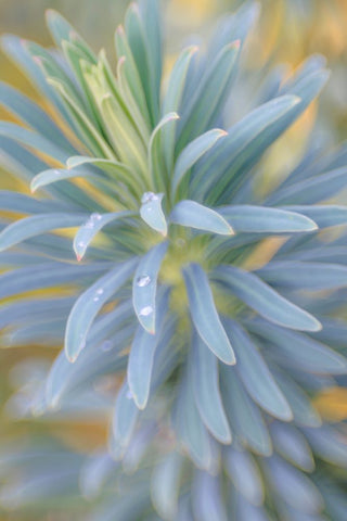 Euphorbia And Rain Drops I White Modern Wood Framed Art Print with Double Matting by Mahan, Kathy