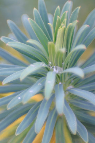 Euphorbia And Rain Drops II Black Modern Wood Framed Art Print by Mahan, Kathy