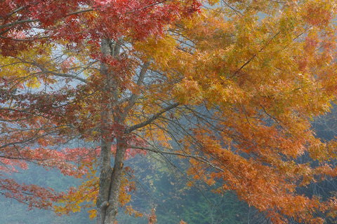 Oak Trees in Fall I White Modern Wood Framed Art Print with Double Matting by Mahan, Kathy