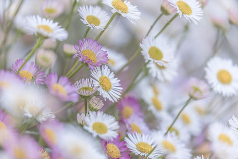 Santa Barbara Daisies I White Modern Wood Framed Art Print with Double Matting by Mahan, Kathy