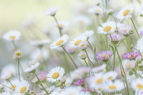 Santa Barbara Daisies II White Modern Wood Framed Art Print with Double Matting by Mahan, Kathy