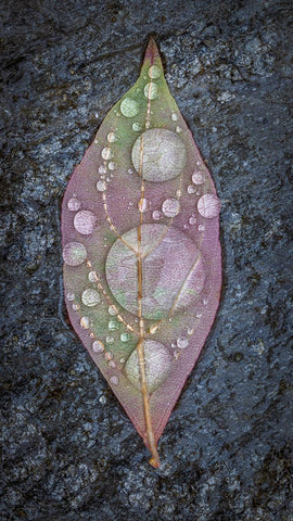 Dogwood Leaf And Rain I Black Ornate Wood Framed Art Print with Double Matting by Mahan, Kathy