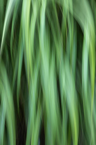 Grass Abstract Black Modern Wood Framed Art Print by Mahan, Kathy