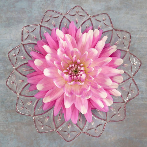 Pink Dahlia Black Modern Wood Framed Art Print by Mahan, Kathy