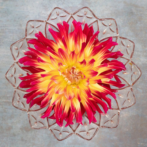 Red And Yellow Dahlia White Modern Wood Framed Art Print with Double Matting by Mahan, Kathy