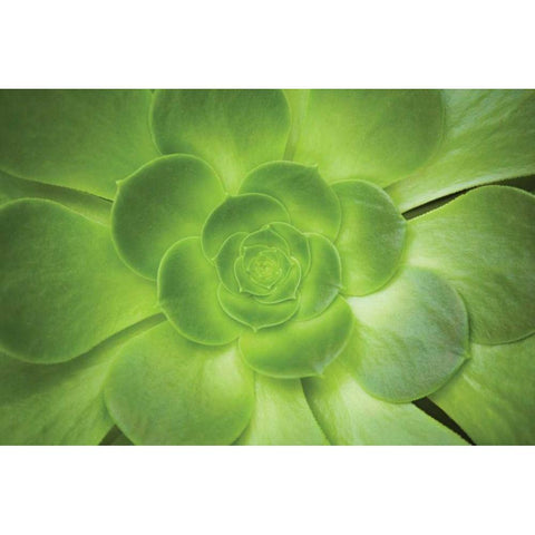 Succulent I Black Modern Wood Framed Art Print with Double Matting by Millet, Karyn