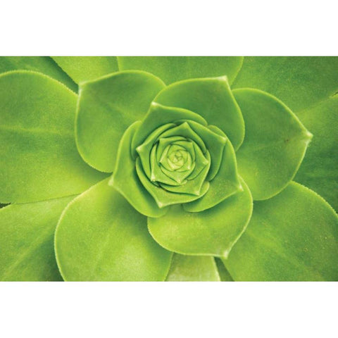 Succulent II Gold Ornate Wood Framed Art Print with Double Matting by Millet, Karyn