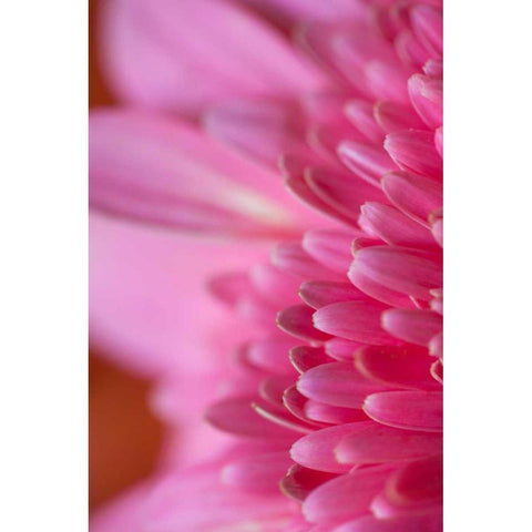 Pink Morning Black Modern Wood Framed Art Print by Millet, Karyn