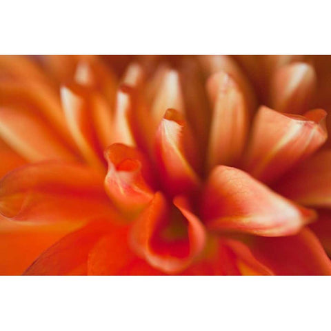 Orange Dahlia White Modern Wood Framed Art Print by Millet, Karyn