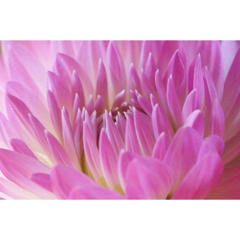 Pink Dahlia White Modern Wood Framed Art Print by Millet, Karyn