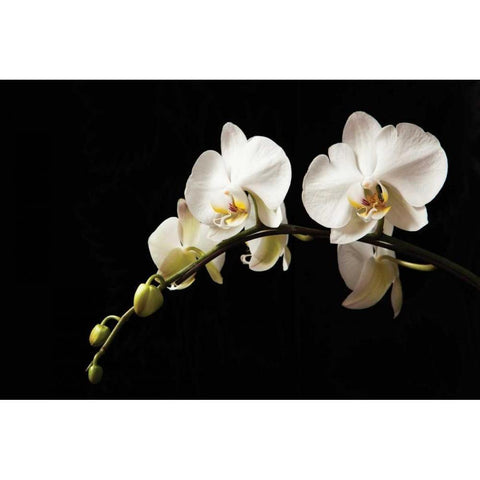 Orchid on Black Black Modern Wood Framed Art Print with Double Matting by Millet, Karyn