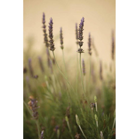 Lavender I White Modern Wood Framed Art Print by Millet, Karyn