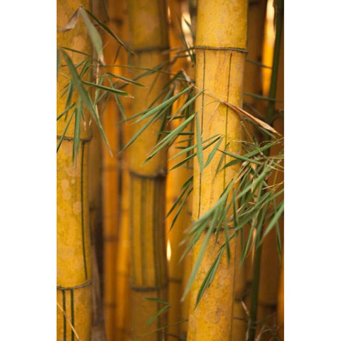 Bamboo II Black Modern Wood Framed Art Print with Double Matting by Millet, Karyn