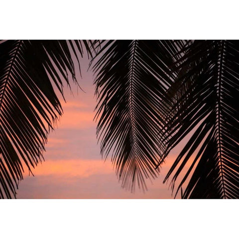 Palms at Sunset Black Modern Wood Framed Art Print with Double Matting by Millet, Karyn