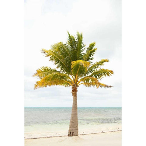 Beach Palm II White Modern Wood Framed Art Print by Millet, Karyn