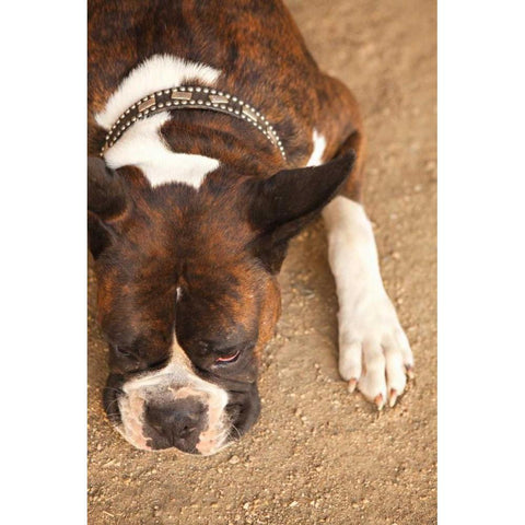 Boxer Black Modern Wood Framed Art Print with Double Matting by Millet, Karyn