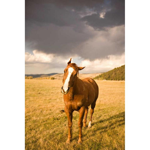 Out in the Pasture I Black Modern Wood Framed Art Print with Double Matting by Millet, Karyn