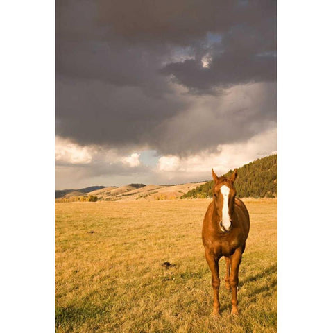 Out in the Pasture II Gold Ornate Wood Framed Art Print with Double Matting by Millet, Karyn