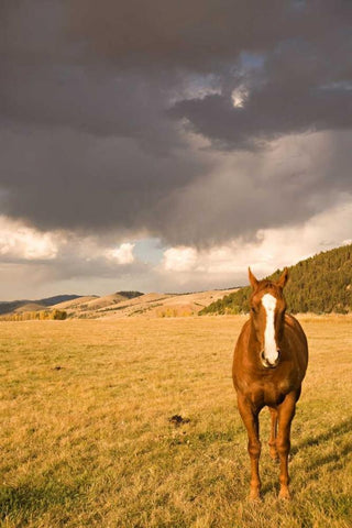 Out in the Pasture II White Modern Wood Framed Art Print with Double Matting by Millet, Karyn