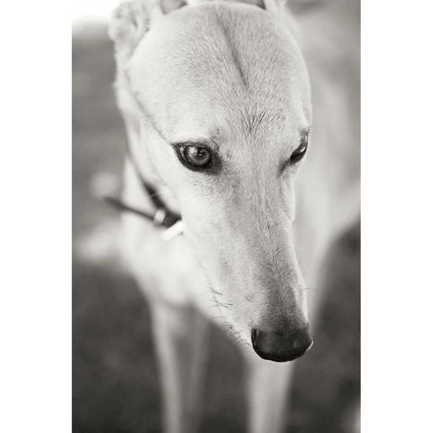 Greyhound White Modern Wood Framed Art Print by Millet, Karyn