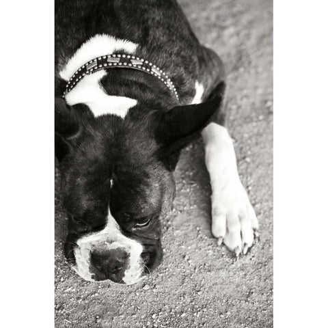Boxer Black Modern Wood Framed Art Print with Double Matting by Millet, Karyn