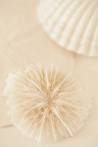 Ocean Treasures I Black Ornate Wood Framed Art Print with Double Matting by Millet, Karyn