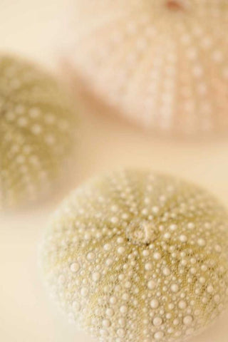 Ocean Treasures III Black Ornate Wood Framed Art Print with Double Matting by Millet, Karyn