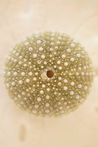 Ocean Treasures IV Black Ornate Wood Framed Art Print with Double Matting by Millet, Karyn