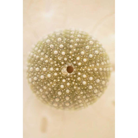 Ocean Treasures IV Black Modern Wood Framed Art Print by Millet, Karyn