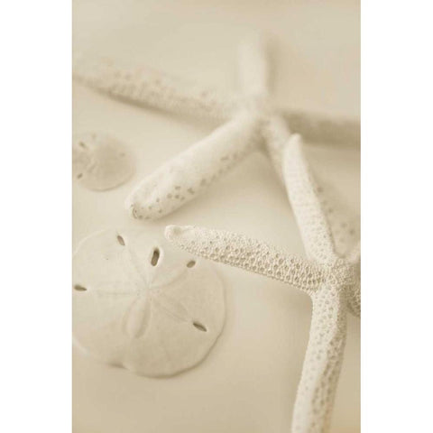 Ocean Treasures VI Black Modern Wood Framed Art Print by Millet, Karyn