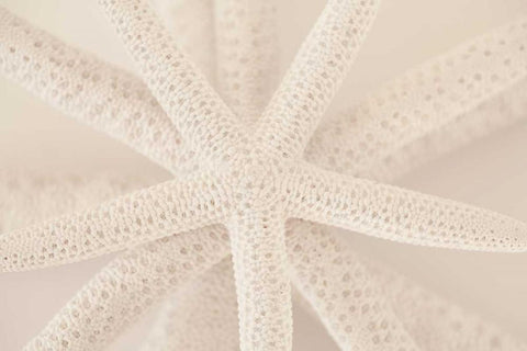 Ocean Treasures VII White Modern Wood Framed Art Print with Double Matting by Millet, Karyn