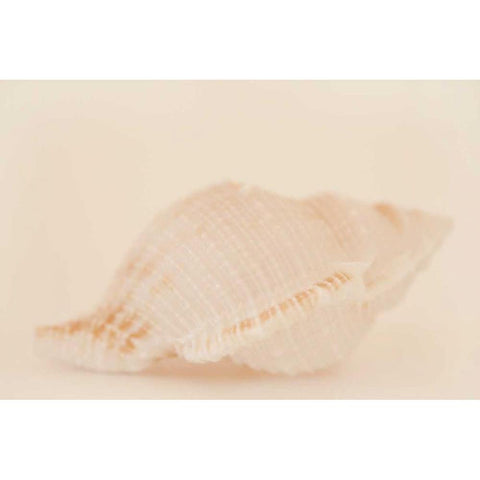 Ocean Treasures VIII White Modern Wood Framed Art Print by Millet, Karyn