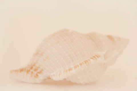 Ocean Treasures VIII White Modern Wood Framed Art Print with Double Matting by Millet, Karyn