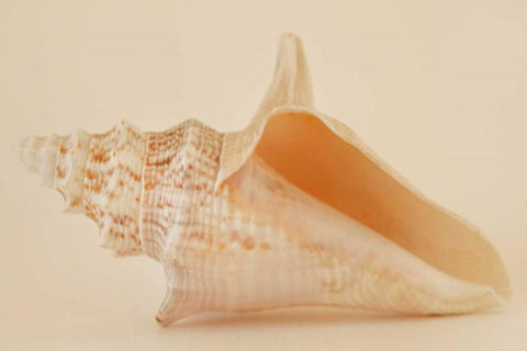 Ocean Treasures IX Black Ornate Wood Framed Art Print with Double Matting by Millet, Karyn