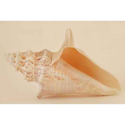 Ocean Treasures IX White Modern Wood Framed Art Print by Millet, Karyn