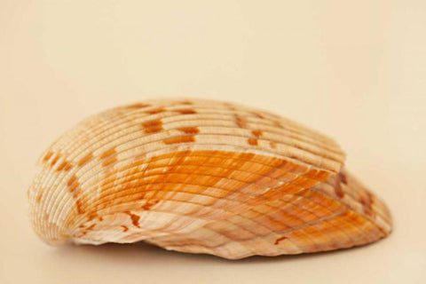 Ocean Treasures X White Modern Wood Framed Art Print with Double Matting by Millet, Karyn