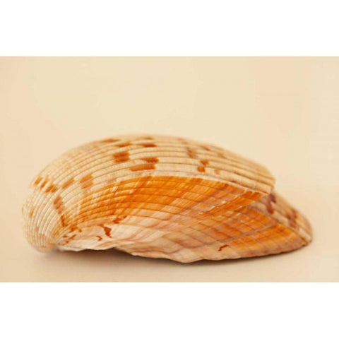 Ocean Treasures X Black Modern Wood Framed Art Print with Double Matting by Millet, Karyn