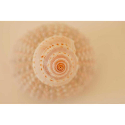 Ocean Treasures XI White Modern Wood Framed Art Print by Millet, Karyn