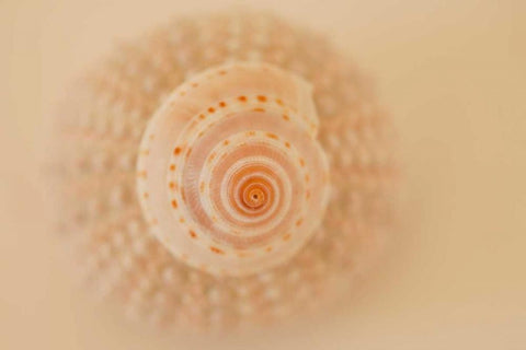 Ocean Treasures XI White Modern Wood Framed Art Print with Double Matting by Millet, Karyn