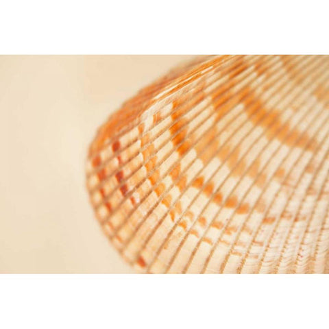 Ocean Treasures XII White Modern Wood Framed Art Print by Millet, Karyn