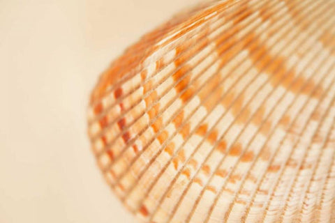 Ocean Treasures XII Black Ornate Wood Framed Art Print with Double Matting by Millet, Karyn