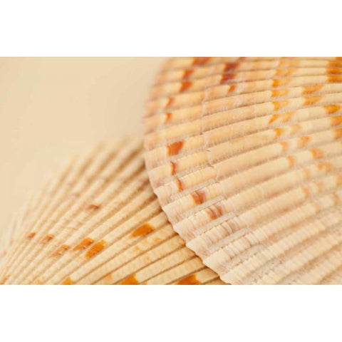 Ocean Treasures XIII White Modern Wood Framed Art Print by Millet, Karyn