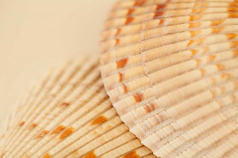 Ocean Treasures XIII White Modern Wood Framed Art Print with Double Matting by Millet, Karyn