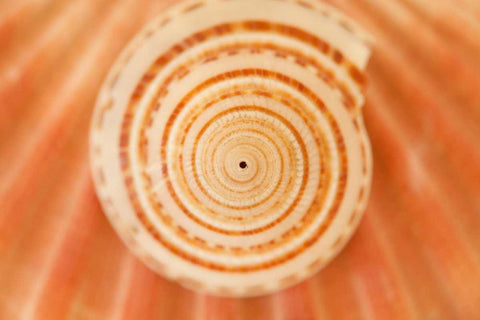 Ocean Treasures XIV Black Ornate Wood Framed Art Print with Double Matting by Millet, Karyn