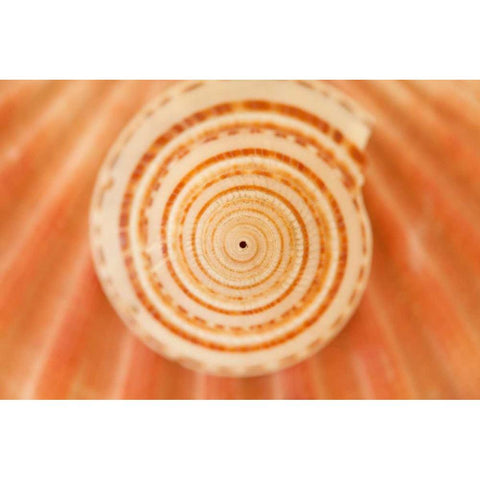 Ocean Treasures XIV Black Modern Wood Framed Art Print with Double Matting by Millet, Karyn