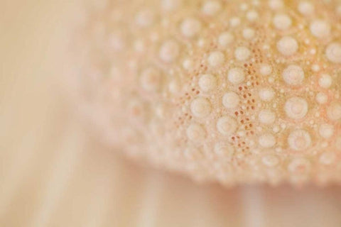 Ocean Treasures XV White Modern Wood Framed Art Print with Double Matting by Millet, Karyn