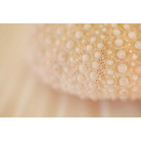 Ocean Treasures XV White Modern Wood Framed Art Print by Millet, Karyn