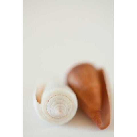 Shell by Shell II Gold Ornate Wood Framed Art Print with Double Matting by Millet, Karyn