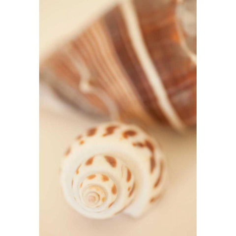 Shell by Shell III Gold Ornate Wood Framed Art Print with Double Matting by Millet, Karyn